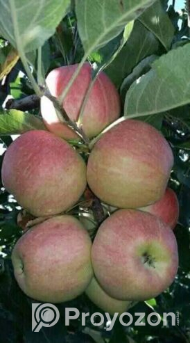 পাঁচ রকমের আপেলের কলম চারা বিক্রি করা হবে।