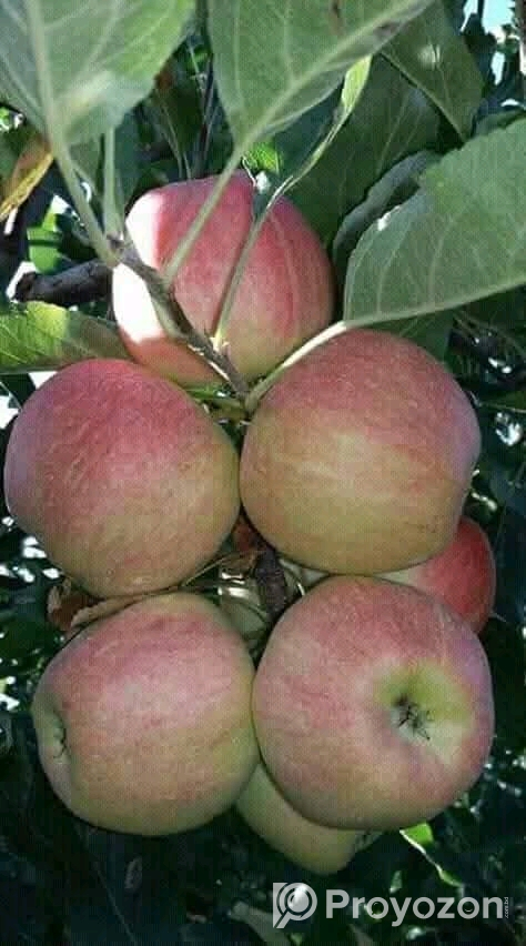 পাঁচ রকমের আপেলের কলম চারা বিক্রি করা হবে।
