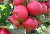 পাঁচ রকমের আপেলের কলম চারা বিক্রি করা হবে।