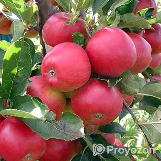 পাঁচ রকমের আপেলের কলম চারা বিক্রি করা হবে।
