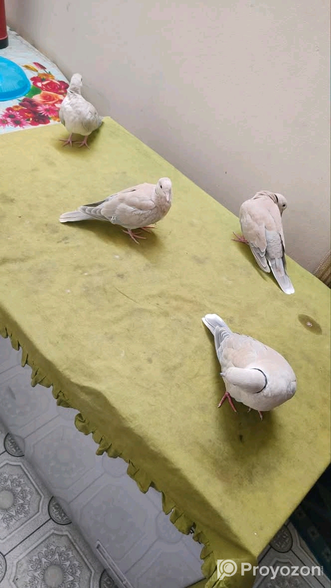অস্ট্রেলিয়ান ঘুঘু পাখি বিক্রি করা হবে।