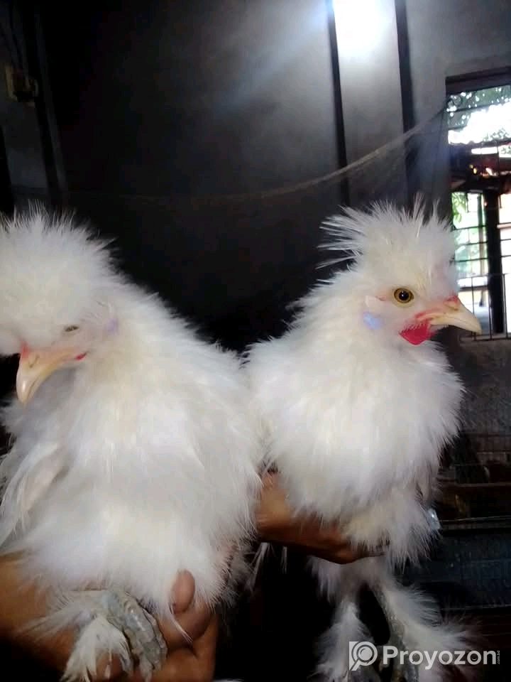 সিল্কি মুরগি বিক্রি করা হবে।