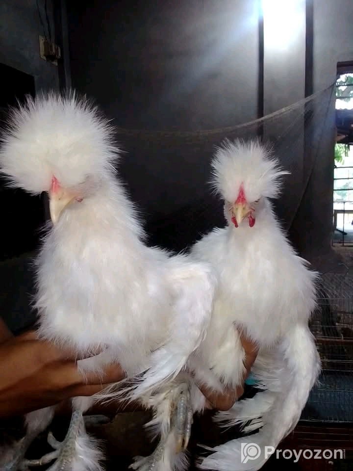 সিল্কি মুরগি বিক্রি করা হবে।