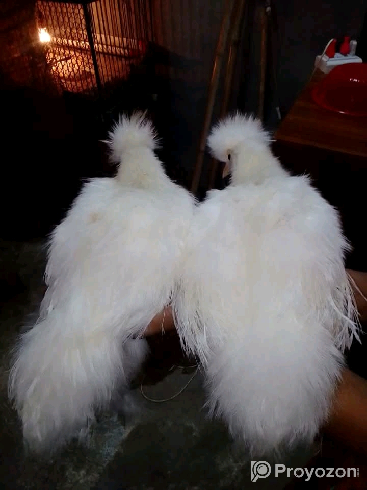 সিল্কি মুরগি বিক্রি করা হবে।
