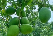 চাঁপাইনবাবগঞ্জের খিরসাপাত আম বিক্রি করা হবে।