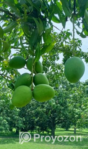 চাঁপাইনবাবগঞ্জের খিরসাপাত আম বিক্রি করা হবে।
