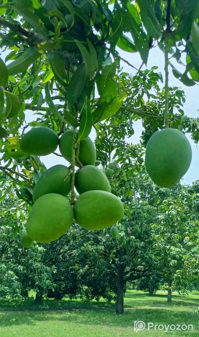 চাঁপাইনবাবগঞ্জের খিরসাপাত আম বিক্রি করা হবে।