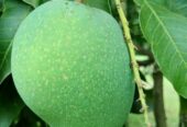 চাঁপাইনবাবগঞ্জের খিরসাপাত আম বিক্রি করা হবে।