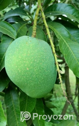 চাঁপাইনবাবগঞ্জের খিরসাপাত আম বিক্রি করা হবে।