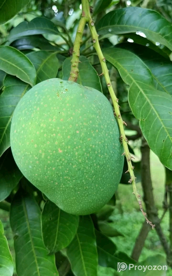 চাঁপাইনবাবগঞ্জের খিরসাপাত আম বিক্রি করা হবে।