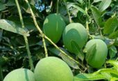 চাঁপাইনবাবগঞ্জের খিরসাপাত আম বিক্রি করা হবে।
