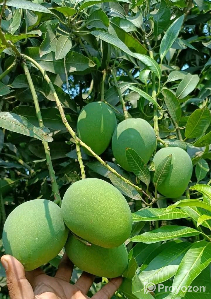 চাঁপাইনবাবগঞ্জের খিরসাপাত আম বিক্রি করা হবে।