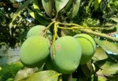চাঁপাইনবাবগঞ্জের খিরসাপাত আম বিক্রি করা হবে।