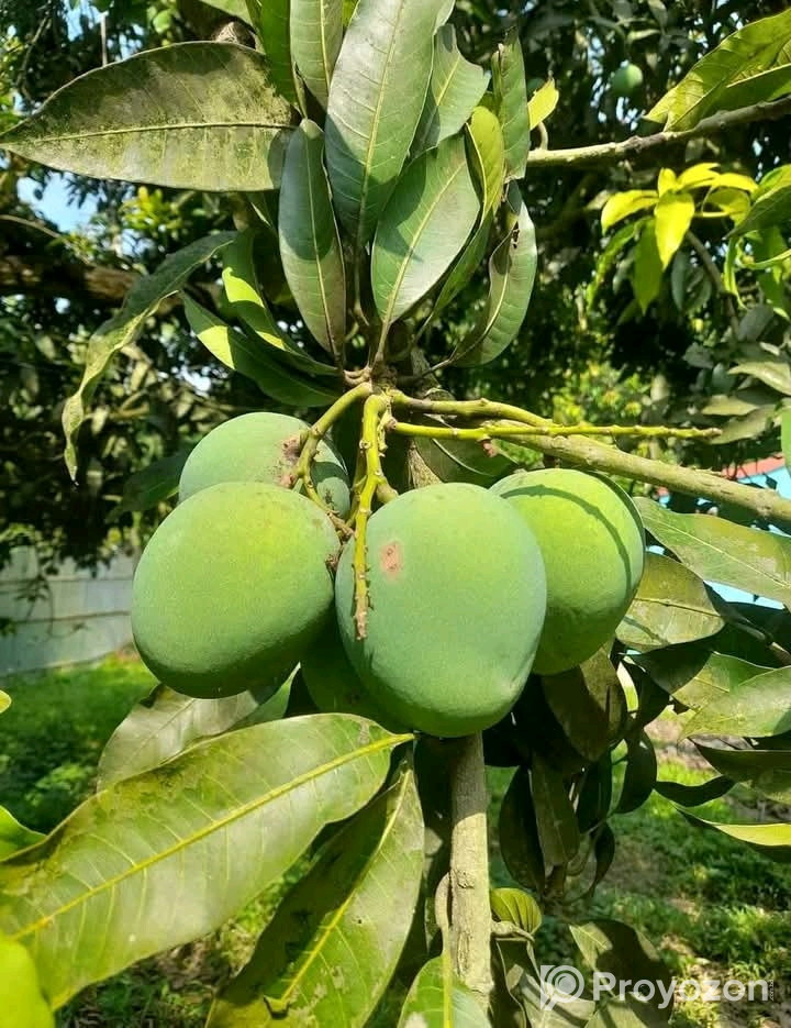 চাঁপাইনবাবগঞ্জের খিরসাপাত আম বিক্রি করা হবে।
