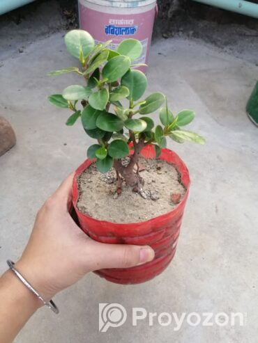 চায়না বট গাছ সেল করা হয়