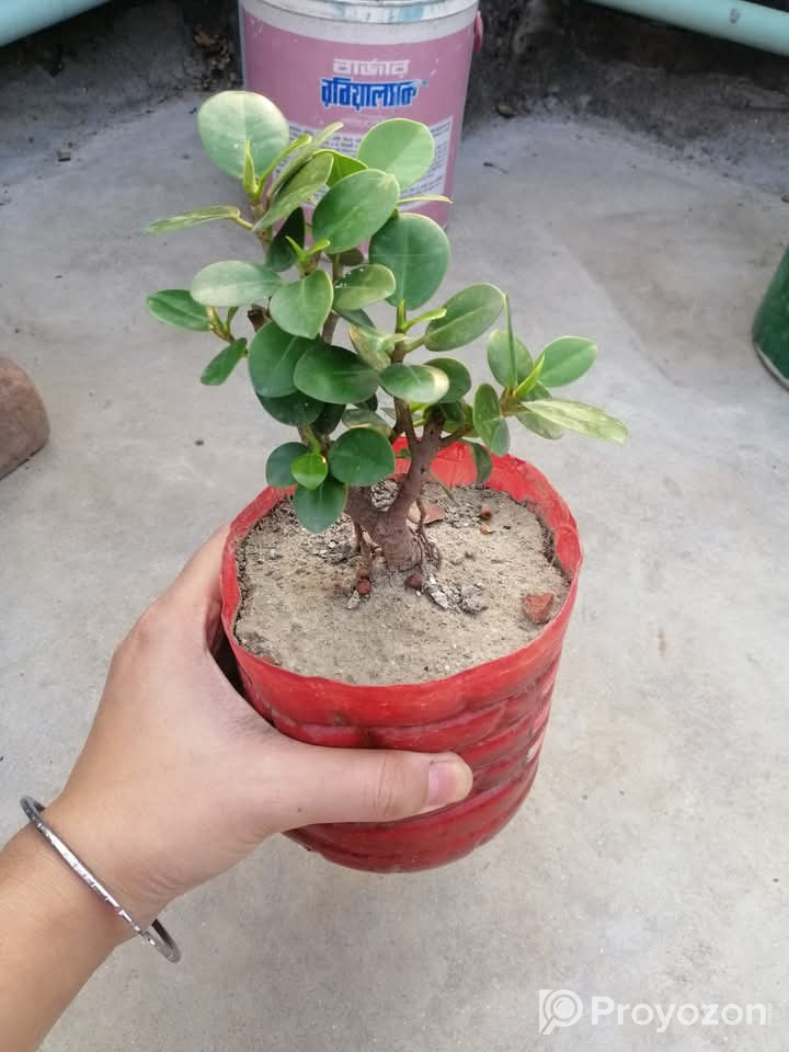 চায়না বট গাছ সেল করা হয়