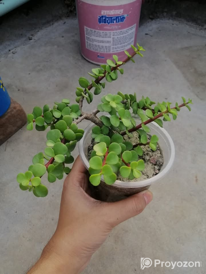 চায়না বট গাছ সেল করা হয়