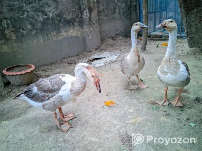 দুইটি রাজহাঁস বিক্রয় করা হবে