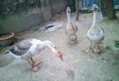 দুইটি রাজহাঁস বিক্রয় করা হবে