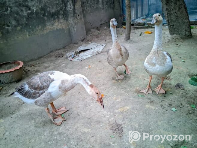 দুইটি রাজহাঁস বিক্রয় করা হবে