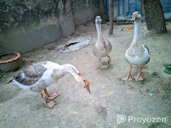 দুইটি রাজহাঁস বিক্রয় করা হবে