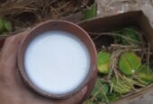 যাদের চট্টগ্রামে মহিষের খাঁটি দই এর প্রয়োজন