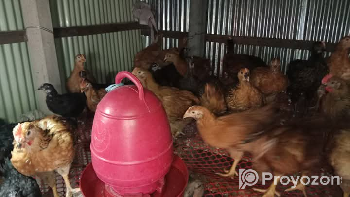 ২০-২৫টা ৫০ দিন বয়সী টাইগার মুরগি আছে