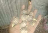 ৫০ টাকা কেজিতে হাইব্রিড মুখি কচু বিক্রি হবে।