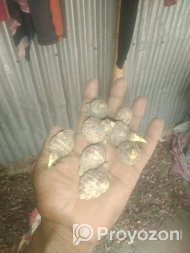 ৫০ টাকা কেজিতে হাইব্রিড মুখি কচু বিক্রি হবে।