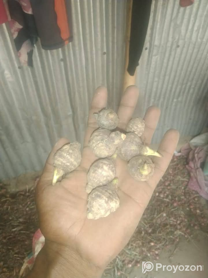 ৫০ টাকা কেজিতে হাইব্রিড মুখি কচু বিক্রি হবে।