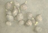 ৫০ টাকা কেজিতে হাইব্রিড মুখি কচু বিক্রি হবে।