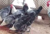 ডিমের রাজা মিশরীয় ফাওমি মুরগির বাচ্চা