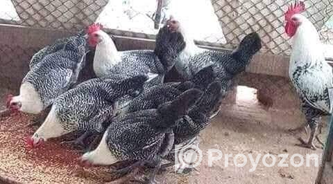 ডিমের রাজা মিশরীয় ফাওমি মুরগির বাচ্চা