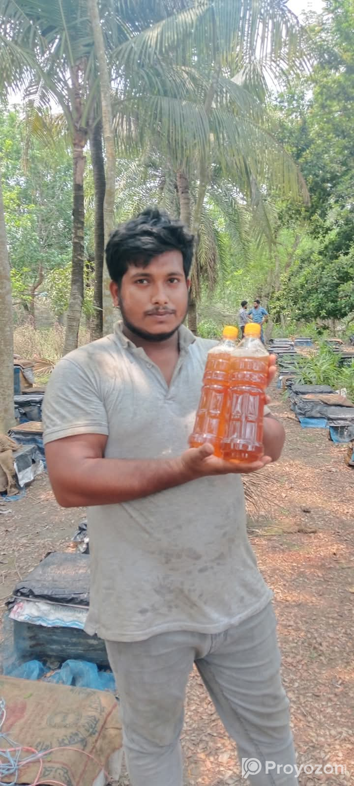 লিচু ফুলের মধু সংগ্রহ করুন