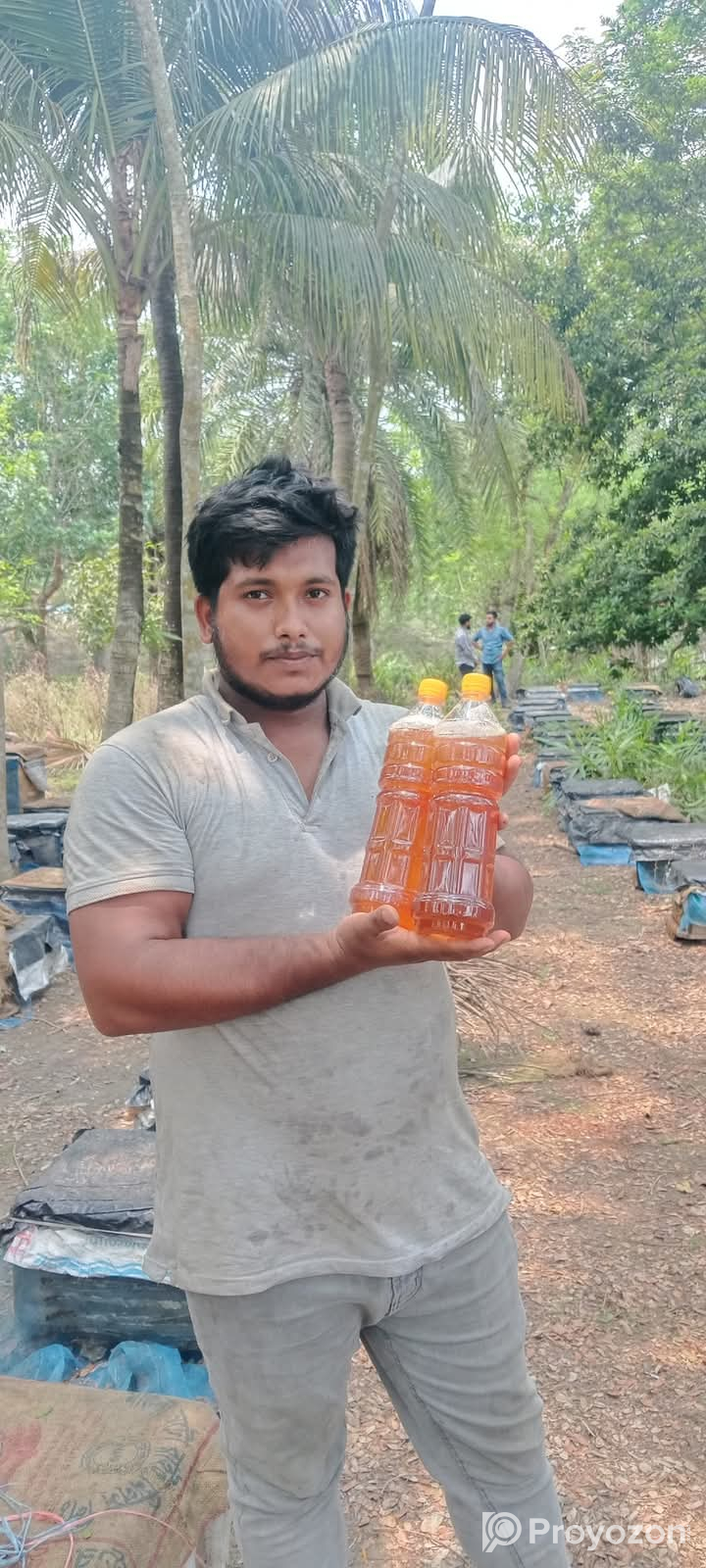 লিচু ফুলের মধু সংগ্রহ করুন