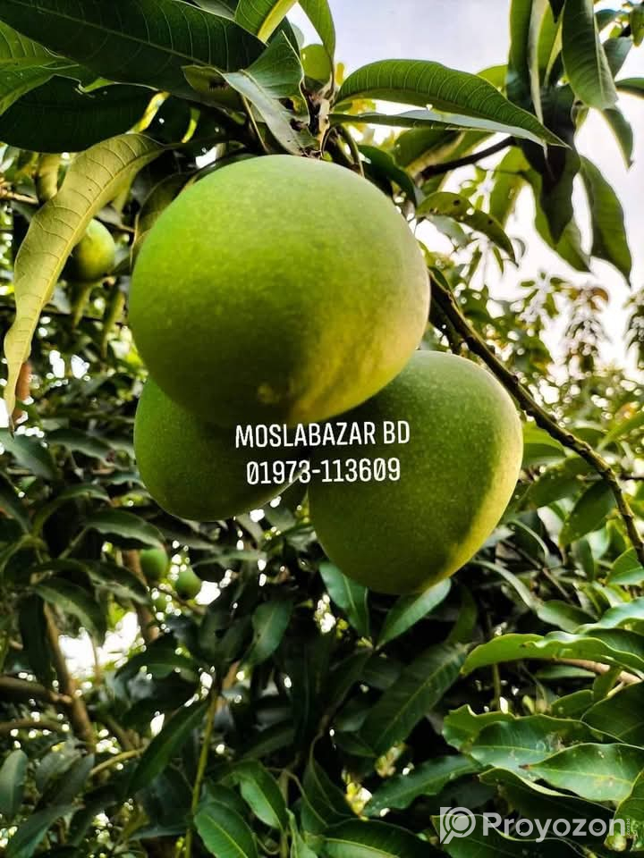 সুস্বাদু, মিষ্টি আর সুমিষ্ট ঘ্রাণে ভরা হিমসাগর