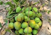 সুস্বাদু, মিষ্টি আর সুমিষ্ট ঘ্রাণে ভরা হিমসাগর