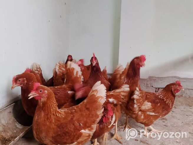 নতুন ডিম দিচ্ছে রানিং লেয়ার সে*ল হবে।