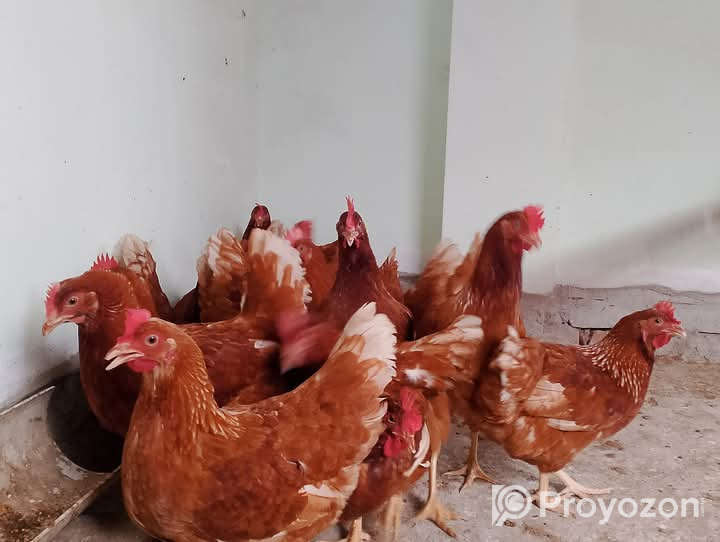 নতুন ডিম দিচ্ছে রানিং লেয়ার সে*ল হবে।