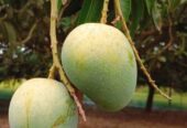 বাগান ফ্রেশ গোপাল ভোগ আম