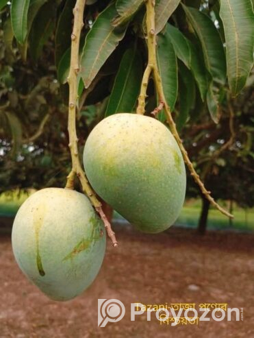 বাগান ফ্রেশ গোপাল ভোগ আম