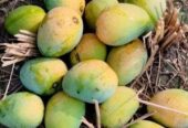 বাগান ফ্রেশ গোপাল ভোগ আম