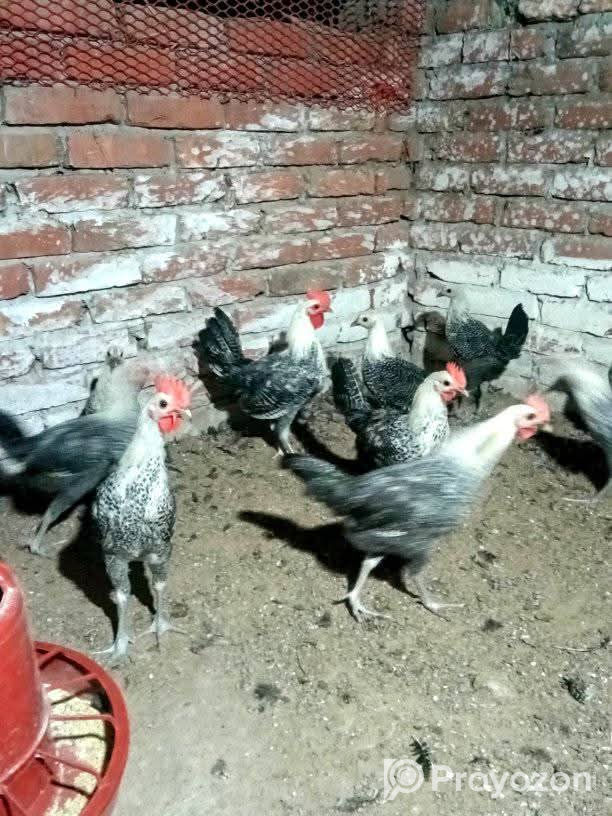 মুরগ বিক্রি করা হবে (ফাউমি)