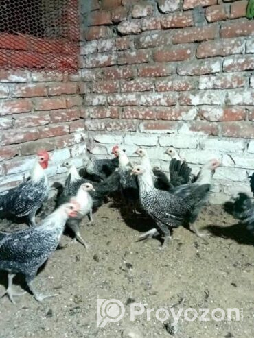 মুরগ বিক্রি করা হবে (ফাউমি)