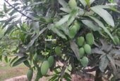 ফরমালিন বা কার্বাইড দেওয়া আম