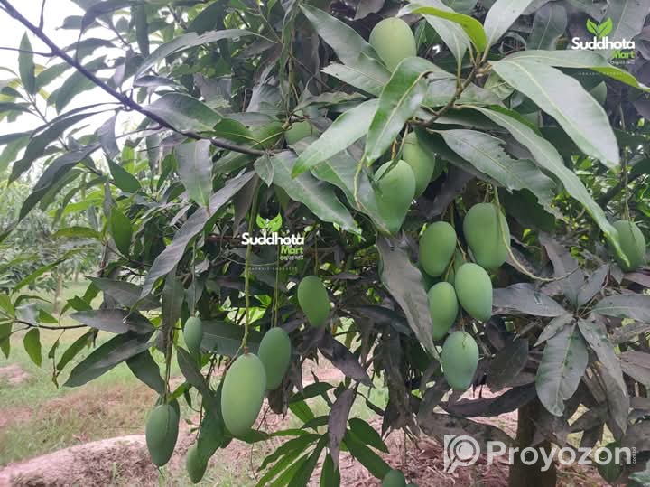 ফরমালিন বা কার্বাইড দেওয়া আম