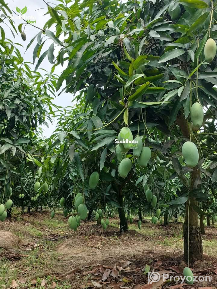 ফরমালিন বা কার্বাইড দেওয়া আম