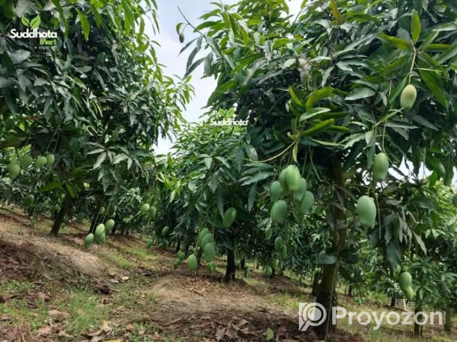 ফরমালিন বা কার্বাইড দেওয়া আম