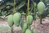 ফরমালিন বা কার্বাইড দেওয়া আম