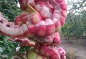 খই ফল/ খইয়া ফল/ জিলাপি ফল